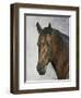 Horse-Rusty Frentner-Framed Giclee Print