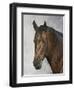 Horse-Rusty Frentner-Framed Giclee Print