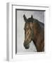 Horse-Rusty Frentner-Framed Giclee Print