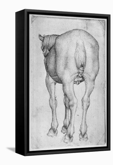 Horse-Antonio Pisani Pisanello-Framed Stretched Canvas