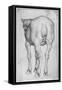 Horse-Antonio Pisani Pisanello-Framed Stretched Canvas