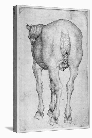 Horse-Antonio Pisani Pisanello-Stretched Canvas