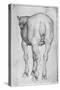 Horse-Antonio Pisani Pisanello-Stretched Canvas