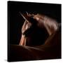 Horse-Horse & Hound Fine Art Photography-Stretched Canvas