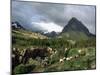 Horseback Riding, Glacier International Peace Park, Montana-James Gritz-Mounted Photographic Print