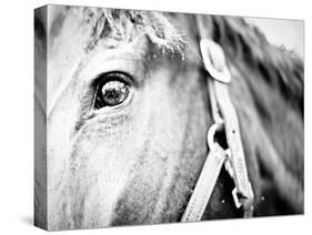 Horseback Riding I-Susan Bryant-Stretched Canvas