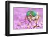 Horsefly (Philipomyia Aprica) Aosta Valley, Monte Rosa Massif, Pennine Alps, Italy. July-Alex Hyde-Framed Photographic Print