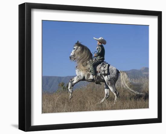 Horseman in Traditional Dress Riding Grey Andalusian Stallion, Ojai, California, USA-Carol Walker-Framed Photographic Print