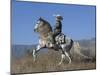 Horseman in Traditional Dress Riding Grey Andalusian Stallion, Ojai, California, USA-Carol Walker-Mounted Photographic Print