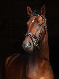 Beautiful Bay Horse Standing in the Stable Door-horsemen-Photographic Print