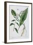 Horseradish, 1782-Elizabeth Blackwell-Framed Giclee Print