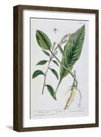 Horseradish, 1782-Elizabeth Blackwell-Framed Giclee Print