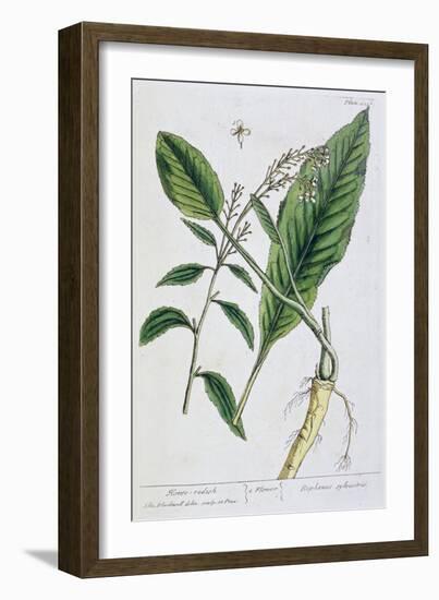 Horseradish, 1782-Elizabeth Blackwell-Framed Giclee Print