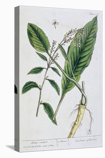 Horseradish, 1782-Elizabeth Blackwell-Stretched Canvas