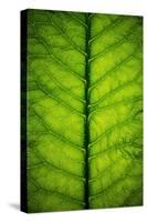 Horseradish Leaf-Steve Gadomski-Stretched Canvas