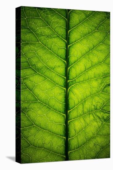 Horseradish Leaf-Steve Gadomski-Stretched Canvas