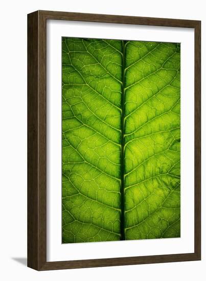 Horseradish Leaf-Steve Gadomski-Framed Photographic Print
