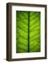 Horseradish Leaf-Steve Gadomski-Framed Photographic Print