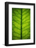 Horseradish Leaf-Steve Gadomski-Framed Photographic Print