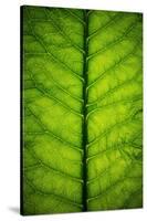 Horseradish Leaf-Steve Gadomski-Stretched Canvas