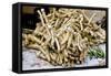 Horseradish Roots for Sale at Sigishoara Fruit-null-Framed Stretched Canvas