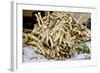 Horseradish Roots for Sale at Sigishoara Fruit-null-Framed Photographic Print