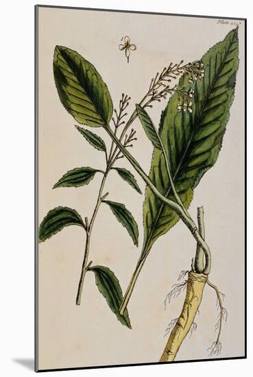 Horseradish-Elizabeth Blackwell-Mounted Giclee Print