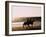 Horseriding on the Beach at Sunset, 1985 Normandy Deauville France-null-Framed Premium Photographic Print