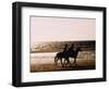 Horseriding on the Beach at Sunset, 1985 Normandy Deauville France-null-Framed Photographic Print