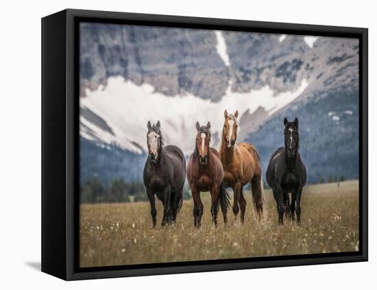 Horses Along the Rocky Mountain Front, Montana.-Steven Gnam-Framed Stretched Canvas