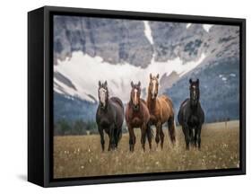 Horses Along the Rocky Mountain Front, Montana.-Steven Gnam-Framed Stretched Canvas