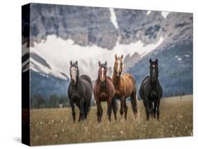 Horses Along the Rocky Mountain Front, Montana.-Steven Gnam-Stretched Canvas