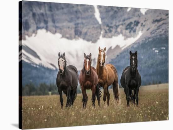 Horses Along the Rocky Mountain Front, Montana.-Steven Gnam-Stretched Canvas