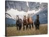 Horses Along the Rocky Mountain Front, Montana.-Steven Gnam-Stretched Canvas