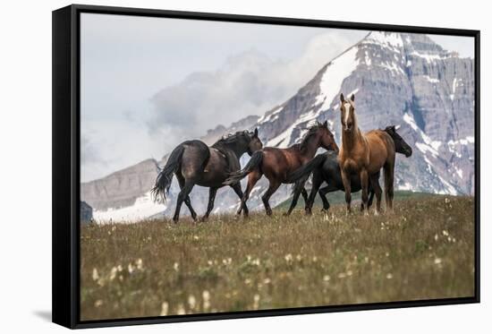Horses Along the Rocky Mountain Front, Montana-Steven Gnam-Framed Stretched Canvas
