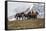 Horses Along the Rocky Mountain Front, Montana-Steven Gnam-Framed Stretched Canvas