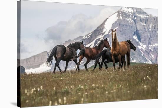 Horses Along the Rocky Mountain Front, Montana-Steven Gnam-Stretched Canvas