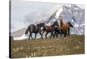 Horses Along the Rocky Mountain Front, Montana-Steven Gnam-Stretched Canvas