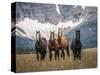 Horses Along the Rocky Mountain Front, Montana.-Steven Gnam-Stretched Canvas