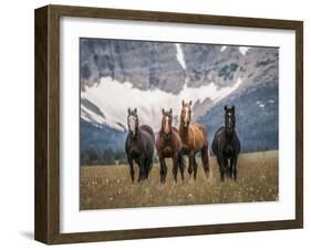 Horses Along the Rocky Mountain Front, Montana.-Steven Gnam-Framed Photographic Print