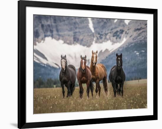 Horses Along the Rocky Mountain Front, Montana.-Steven Gnam-Framed Photographic Print