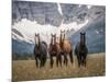 Horses Along the Rocky Mountain Front, Montana.-Steven Gnam-Mounted Photographic Print