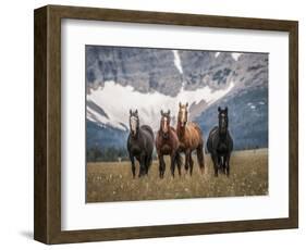 Horses Along the Rocky Mountain Front, Montana.-Steven Gnam-Framed Photographic Print