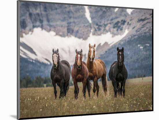 Horses Along the Rocky Mountain Front, Montana.-Steven Gnam-Mounted Photographic Print