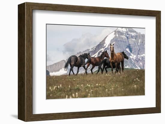 Horses Along the Rocky Mountain Front, Montana-Steven Gnam-Framed Photographic Print