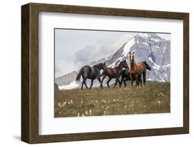 Horses Along the Rocky Mountain Front, Montana-Steven Gnam-Framed Photographic Print