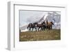 Horses Along the Rocky Mountain Front, Montana-Steven Gnam-Framed Photographic Print