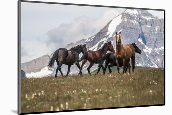 Horses Along the Rocky Mountain Front, Montana-Steven Gnam-Mounted Photographic Print