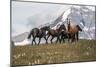 Horses Along the Rocky Mountain Front, Montana-Steven Gnam-Mounted Photographic Print