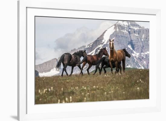 Horses Along the Rocky Mountain Front, Montana-Steven Gnam-Framed Photographic Print